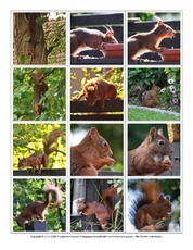 Eichhörnchen-Fotos-Memo-Aufdeckspiel-3.pdf